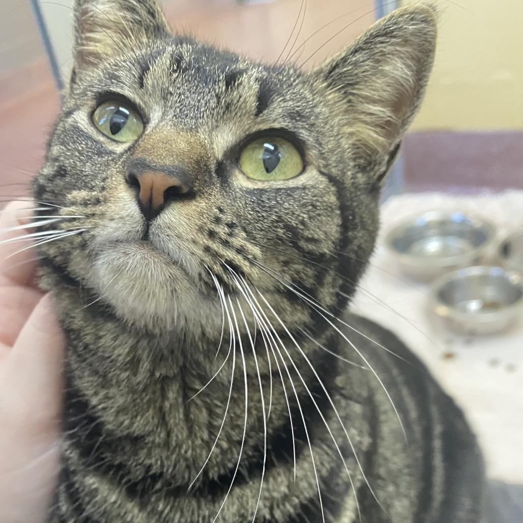 Pho, Adoptable, Senior Female Domestic Short Hair.