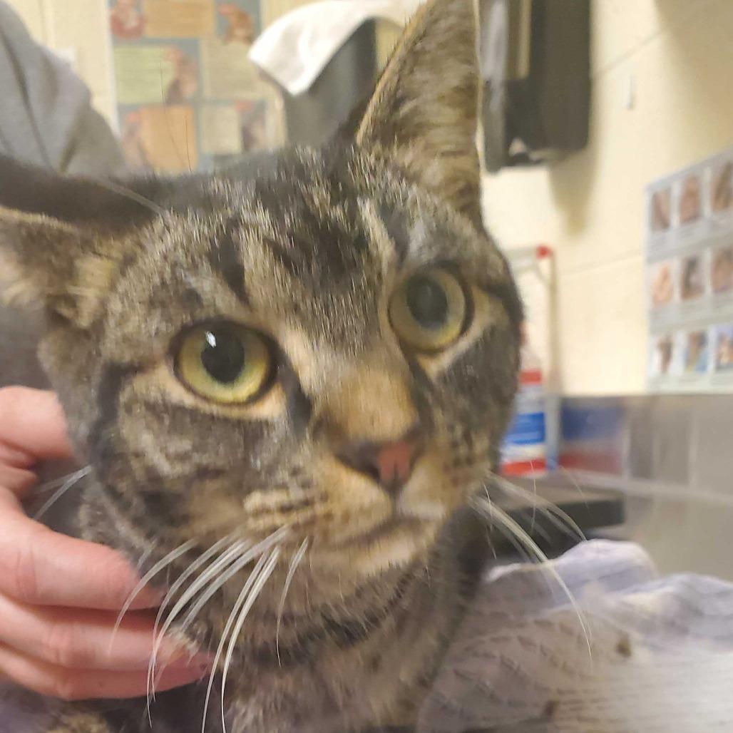 Enlarge Pho, a Adoptable Domestic Short Hair in Asheville, NC image 2/6