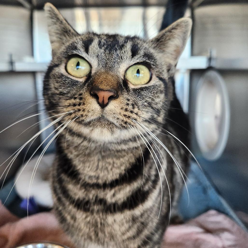 Enlarge Pho, a Adoptable Domestic Short Hair in Asheville, NC image 3/6