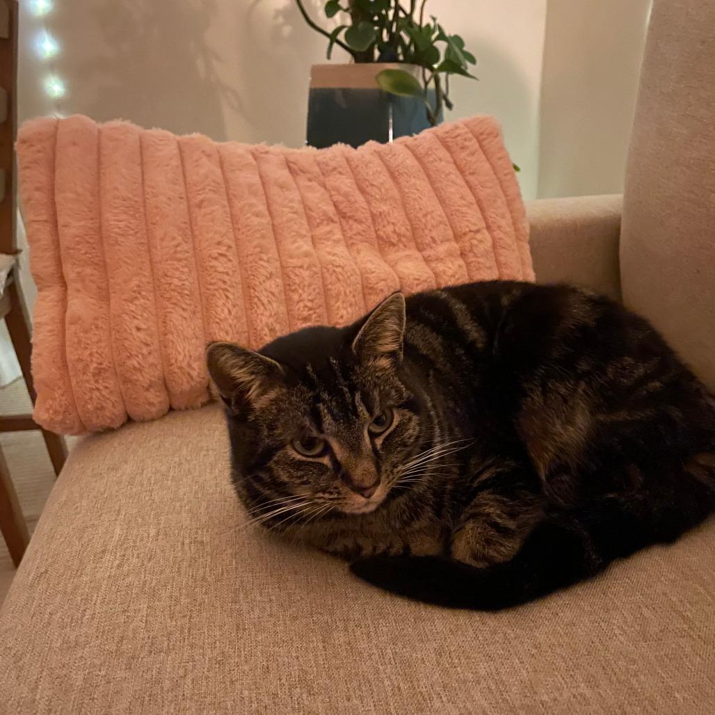 Enlarge Pho, a Adoptable Domestic Short Hair in Asheville, NC image 5/6