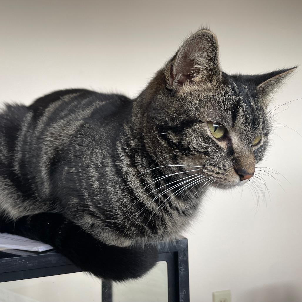 Enlarge Pho, a Adoptable Domestic Short Hair in Asheville, NC image 6/6