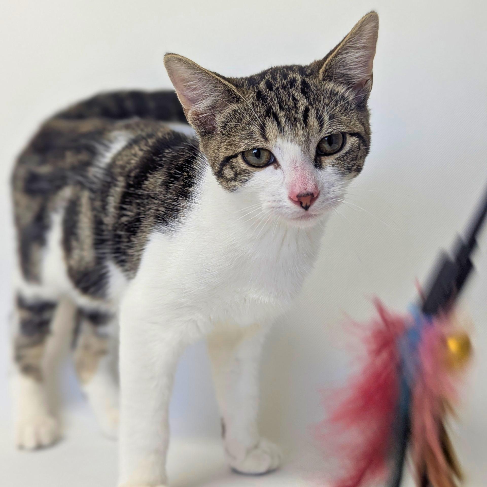 Erina, adopted, Kitten Female Domestic Short Hair.