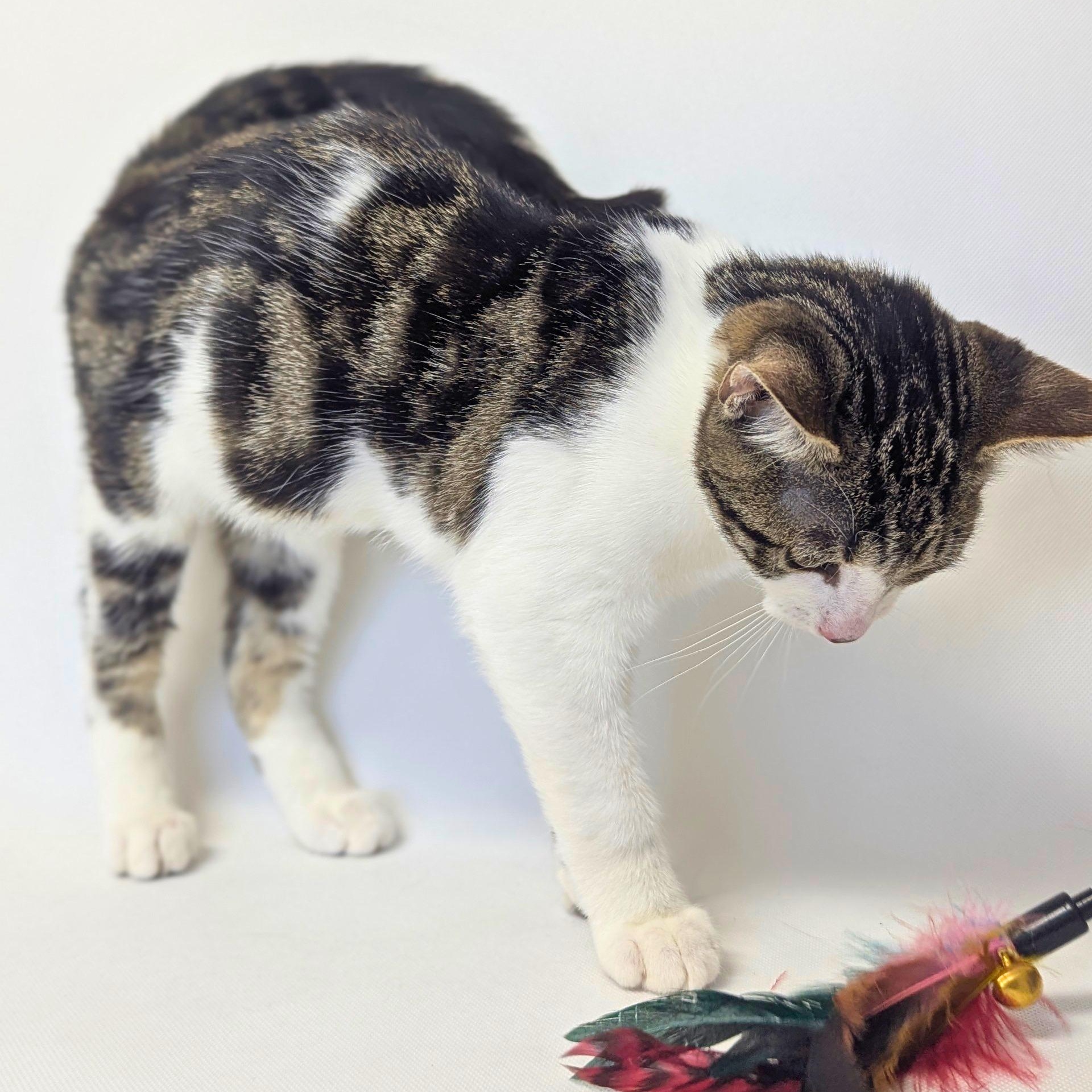Erina, an adopted Domestic Short Hair in Pasco, WA image 3/3