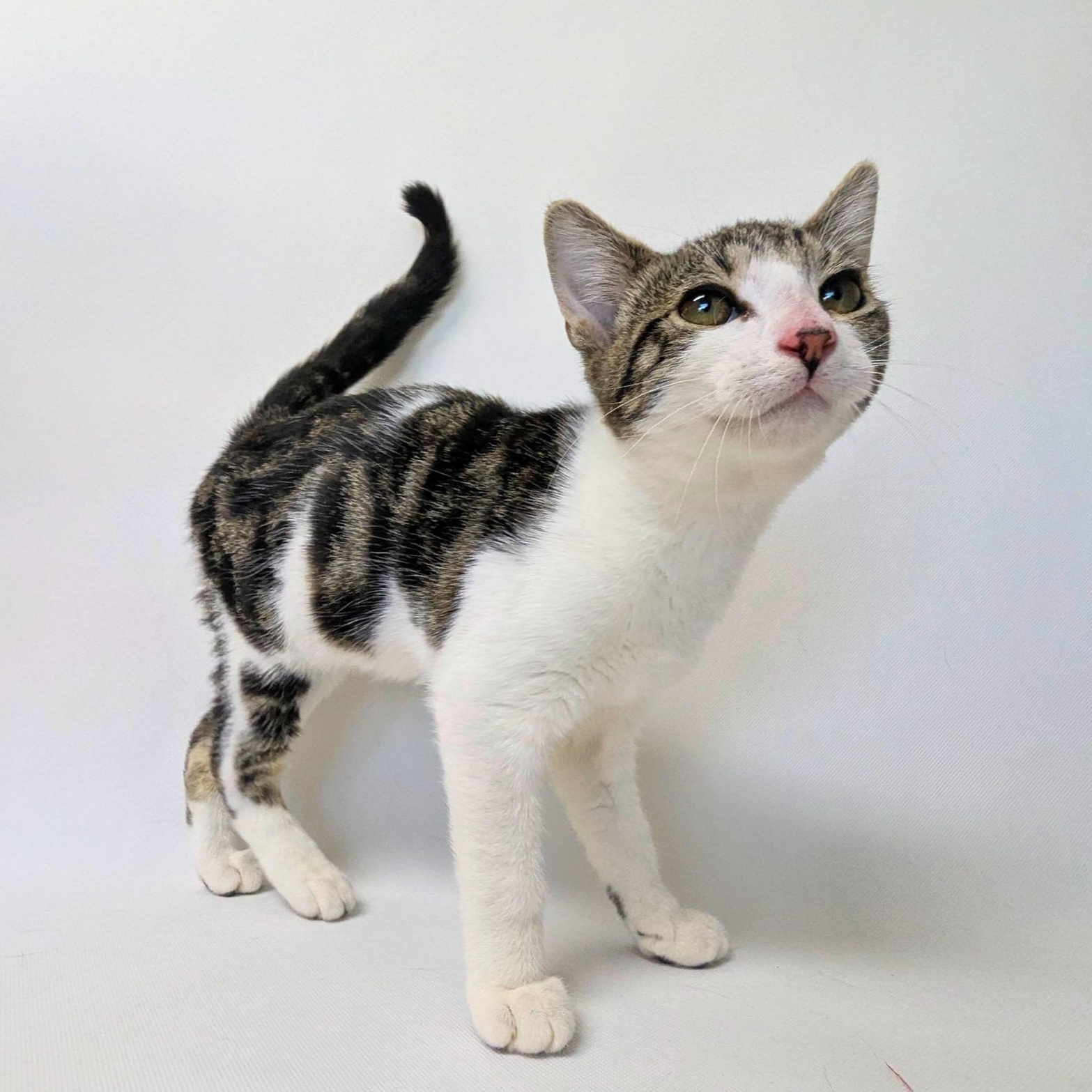 Erina, an adopted Domestic Short Hair in Pasco, WA image 2/3