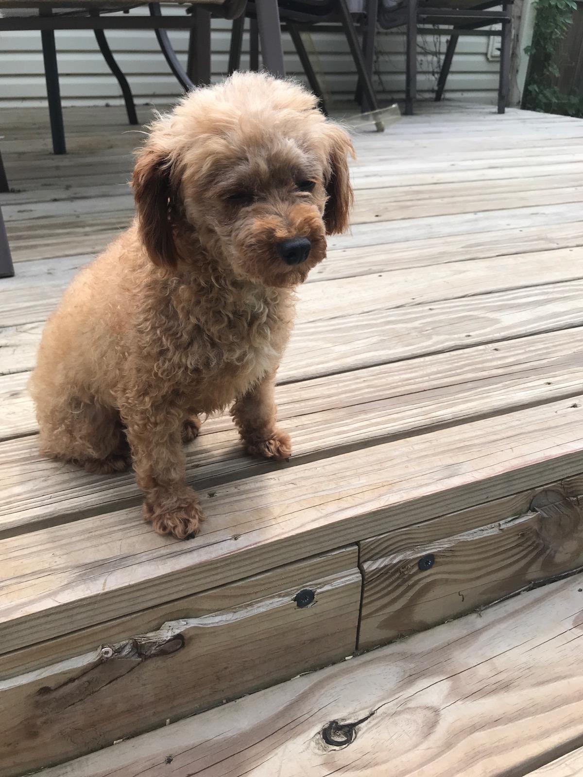 Andi, ADOPTABLE, Adult Female Poodle (Toy).