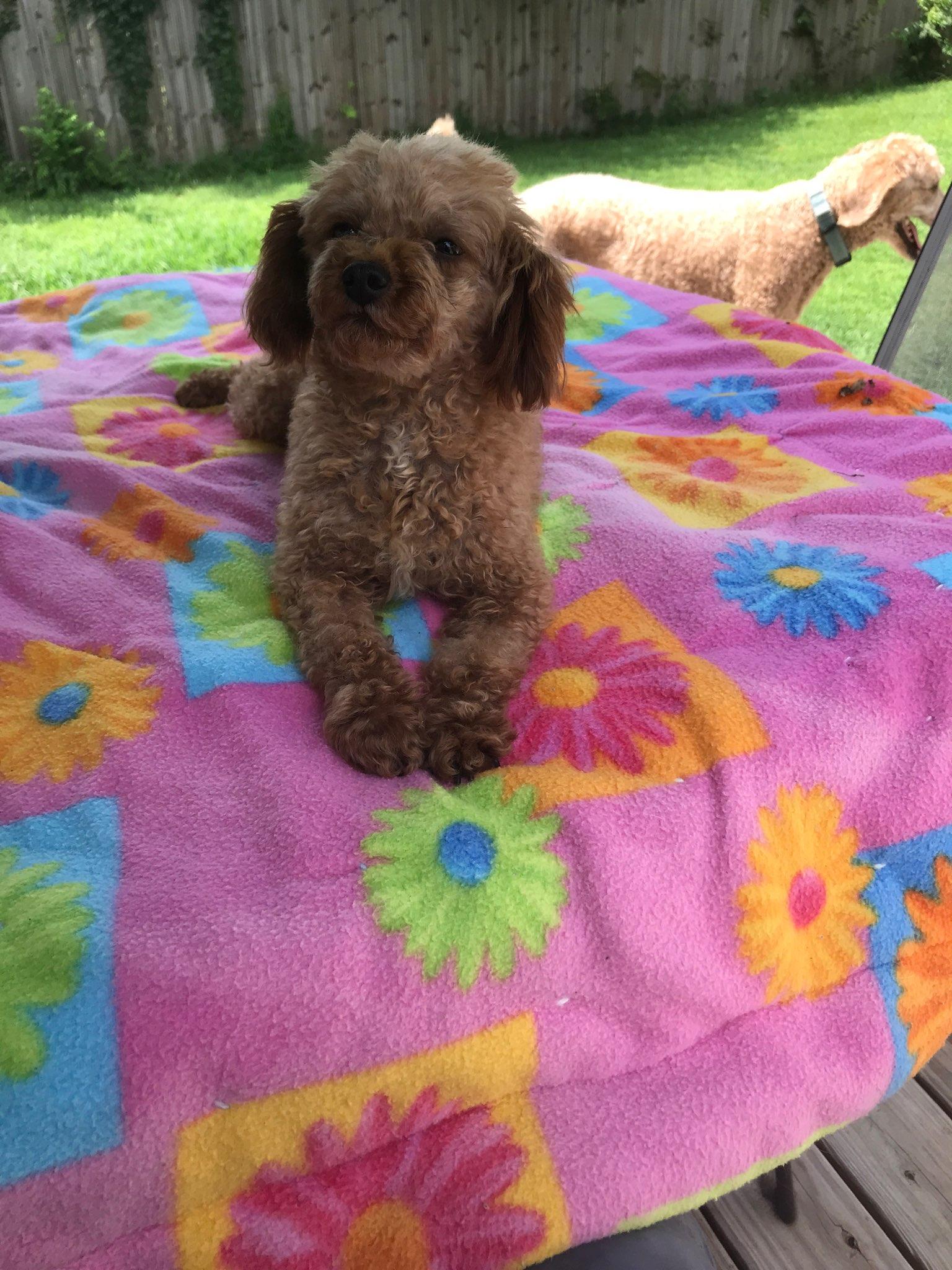 Andi, a ADOPTABLE Poodle (Toy) in Franklin, TN image 2/2