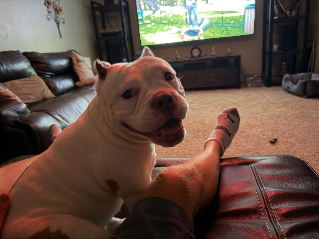 Mildred, Adopted, Young Female American Bulldog.