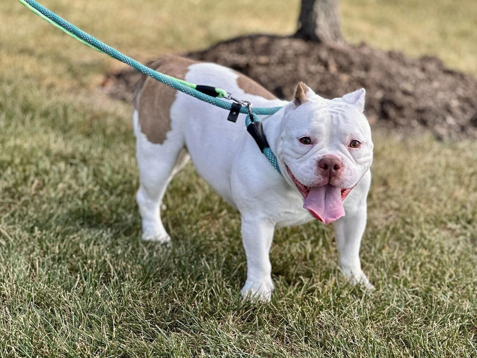 Enlarge Mildred, a Adopted American Bulldog in Crete, IL image 2/3