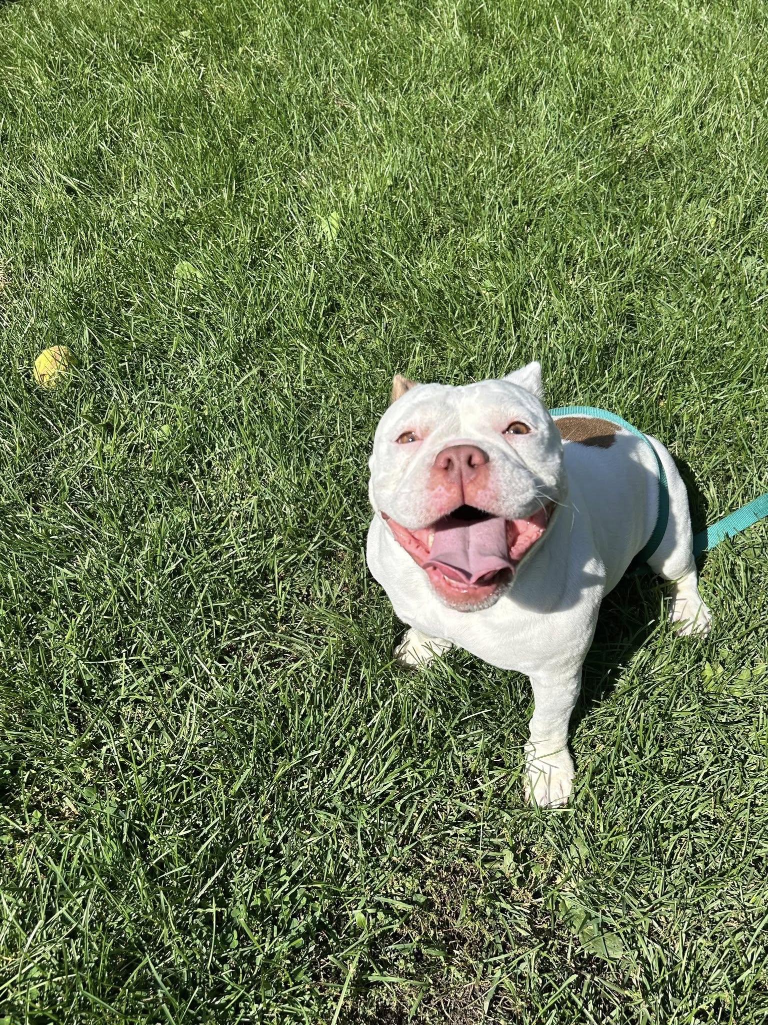 Enlarge Mildred, a Adopted American Bulldog in Crete, IL image 3/3
