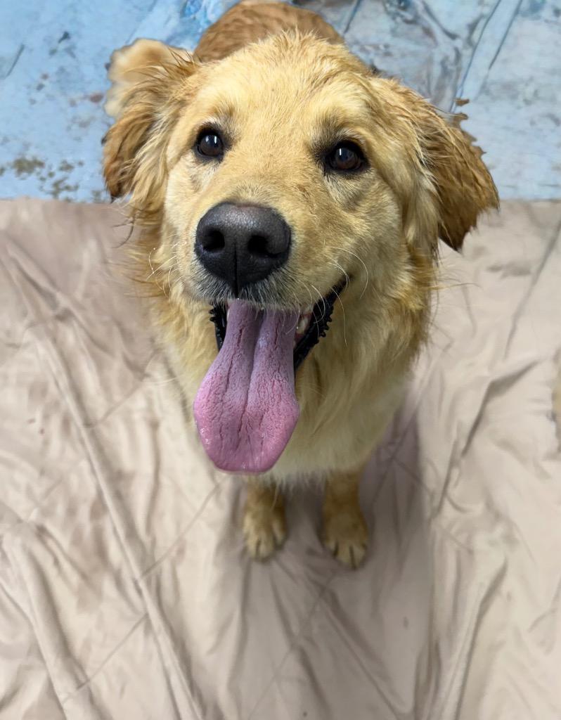 Buster, Adoptable, Young Male Golden Retriever.