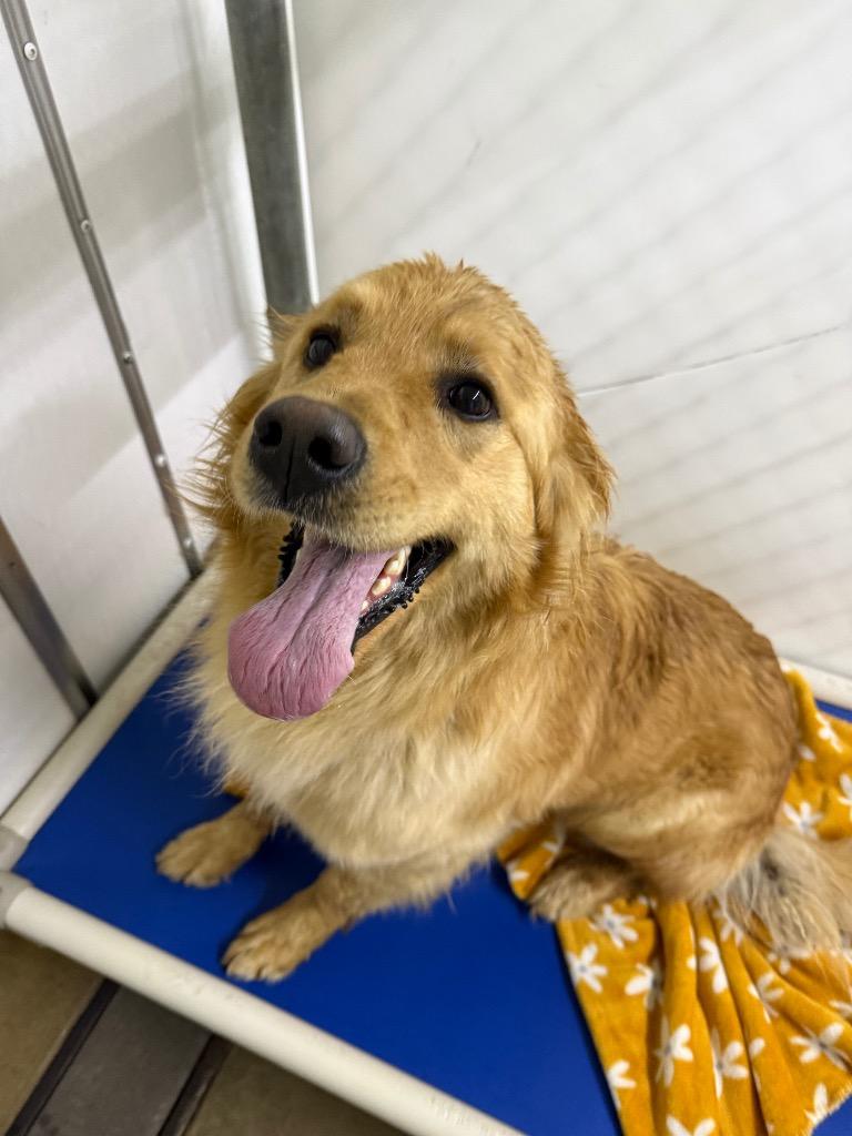 Enlarge Buster, a Adoptable Golden Retriever in Lagrange, IN image 3/3