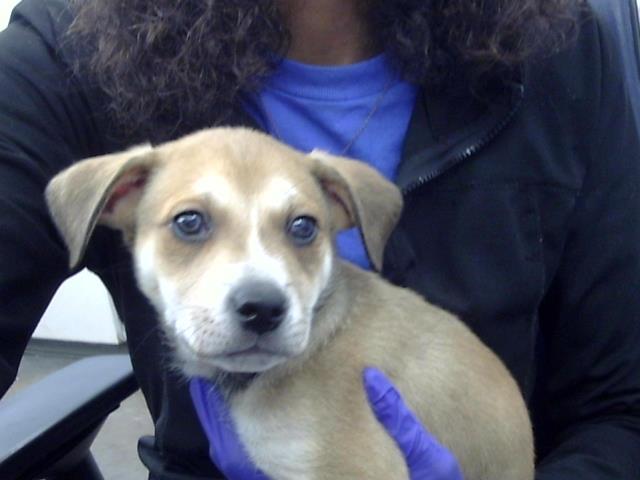 COACH — thumbnail 2