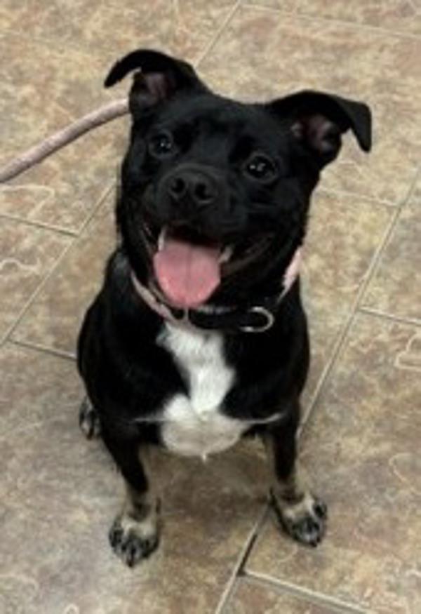 Enlarge Luka, a Adoptable mixed breed in Littleton, CO image 1/1