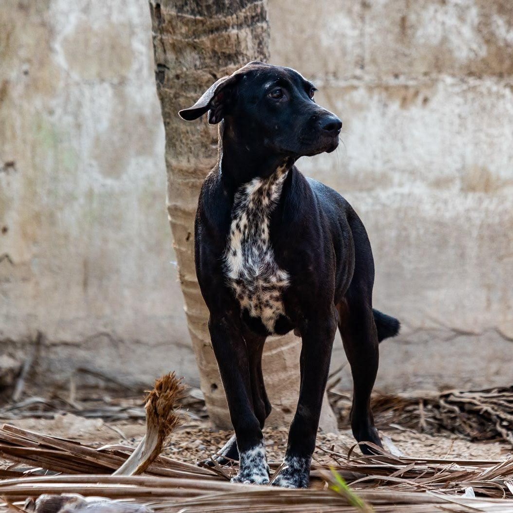 Bongo, a ADOPTABLE mixed breed in New York, NY image 4/6