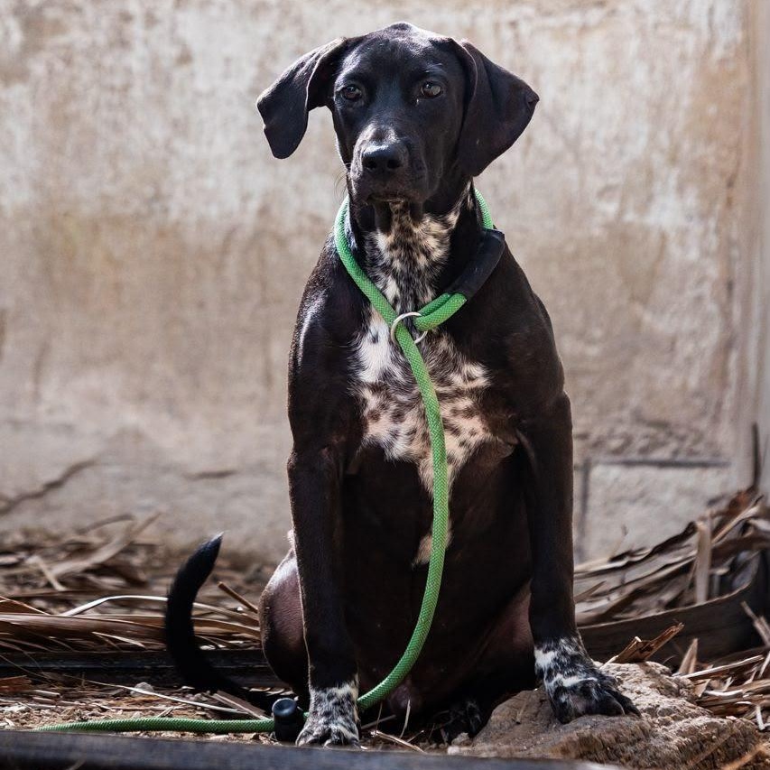 Bongo, a ADOPTABLE mixed breed in New York, NY image 2/6