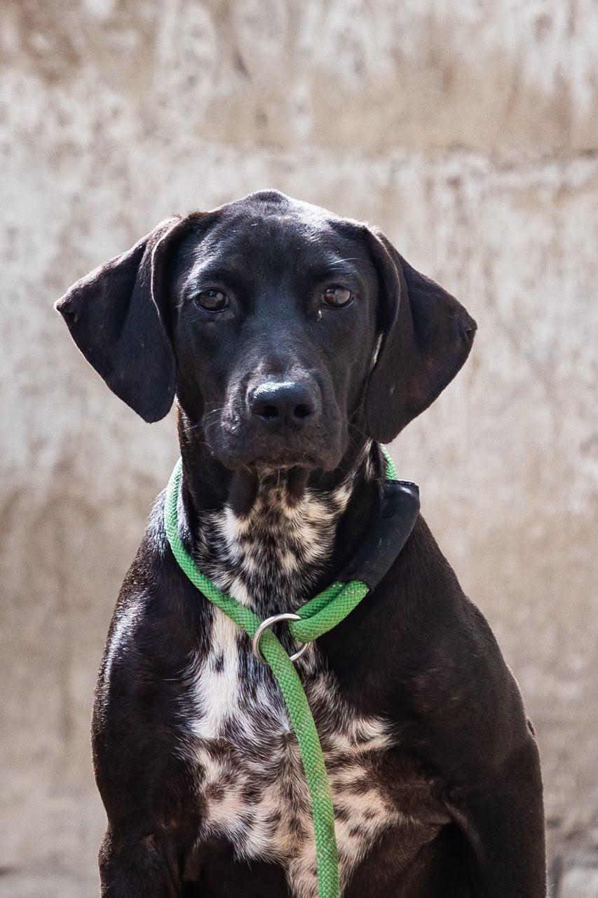 Bongo, ADOPTABLE, Young Male English Pointer & Labrador Retriever.