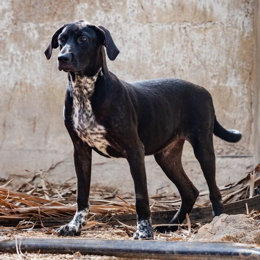 Bongo, a ADOPTABLE mixed breed in New York, NY image 3/6
