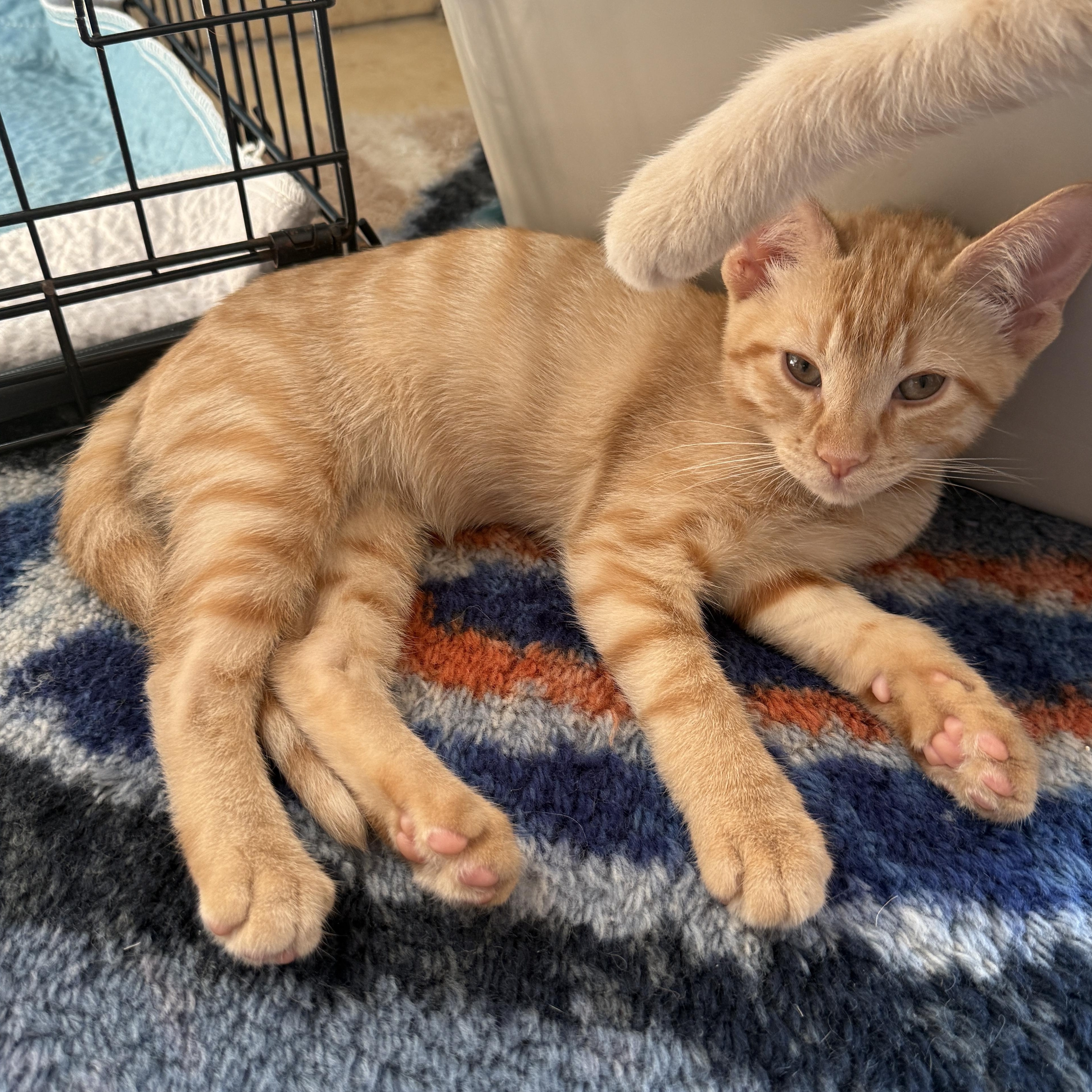 Enlarge Sparrow, a Adoptable Domestic Short Hair in Brooklyn, NY image 3/5