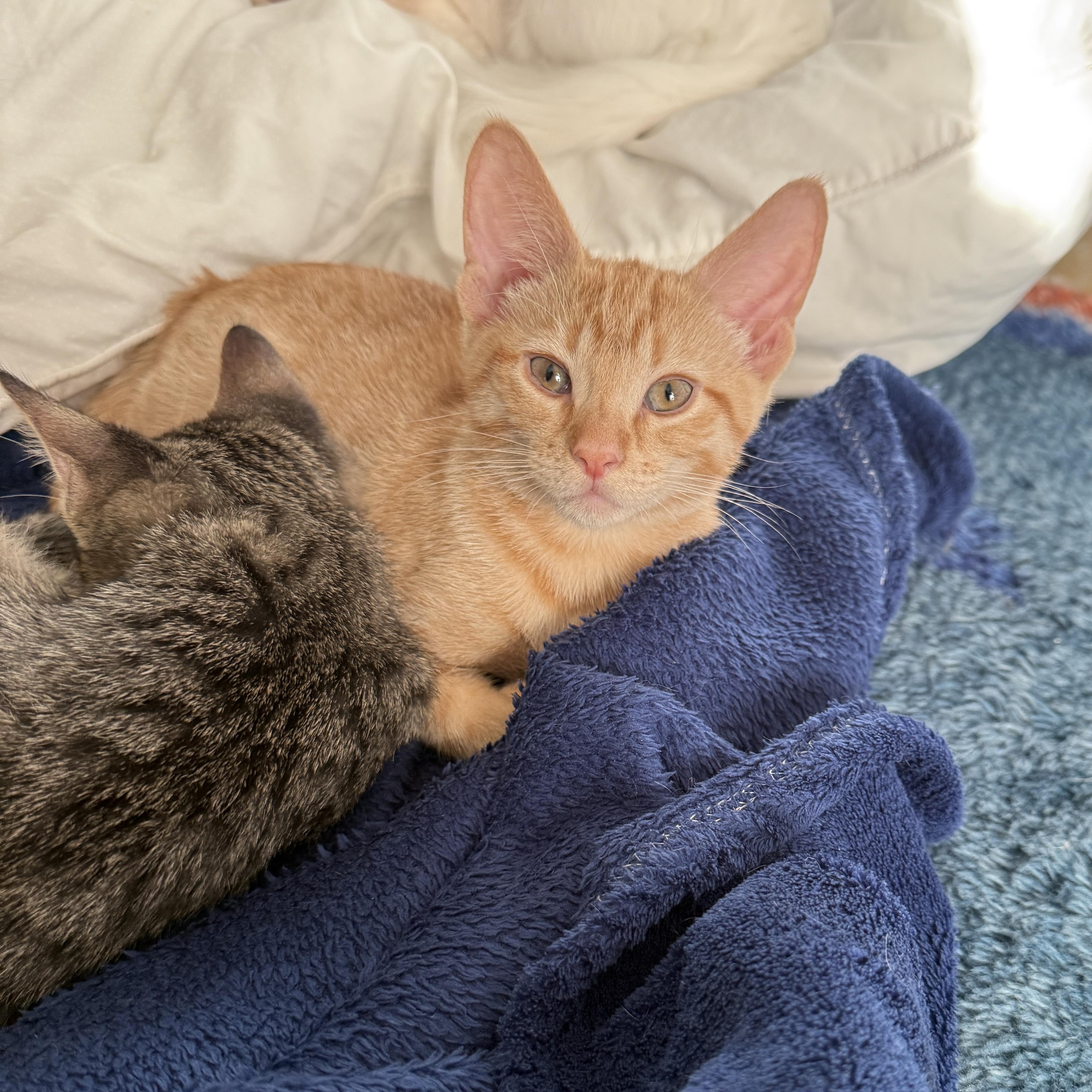 Enlarge Sparrow, a Adoptable Domestic Short Hair in Brooklyn, NY image 1/5