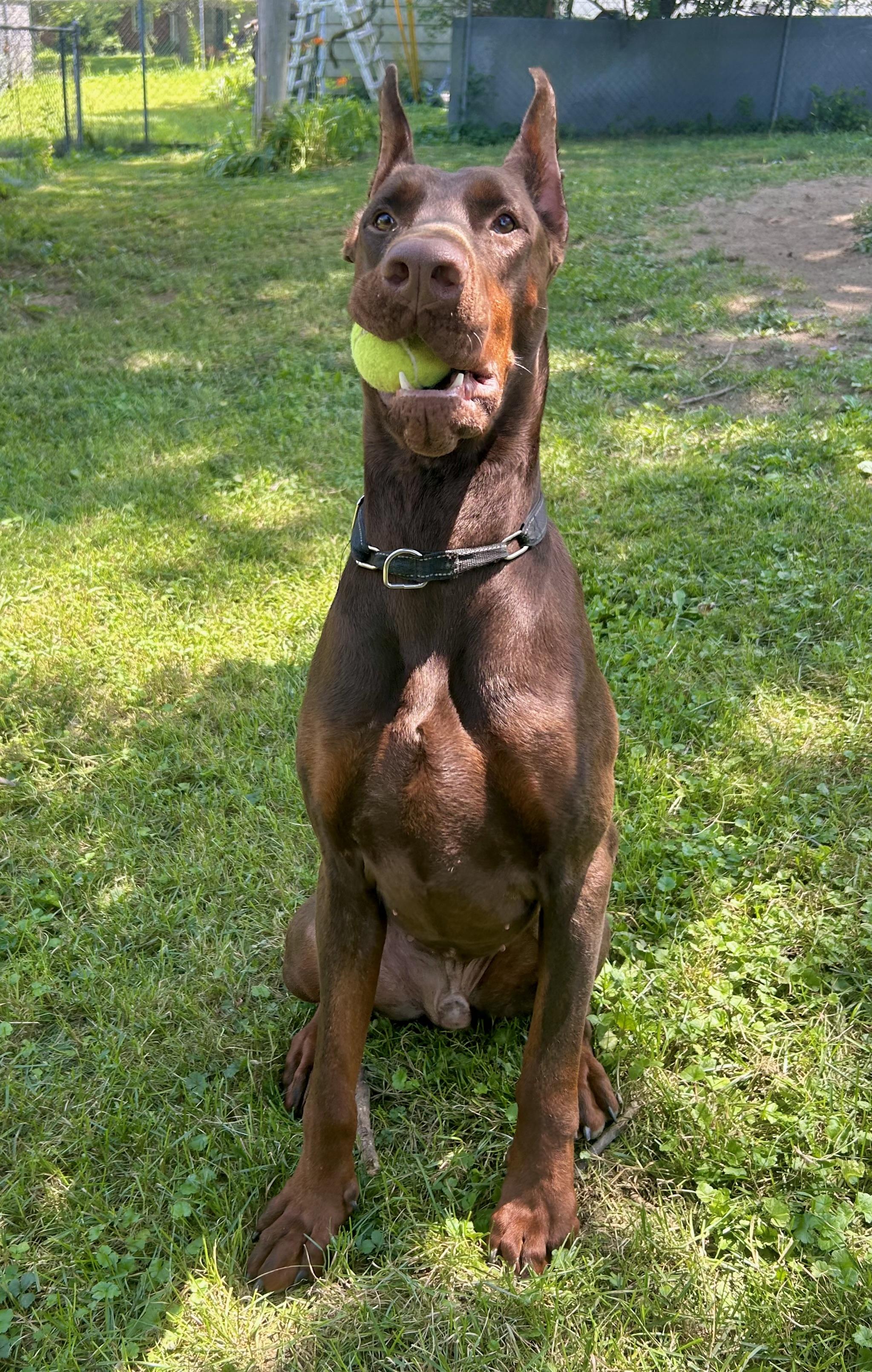 Julius