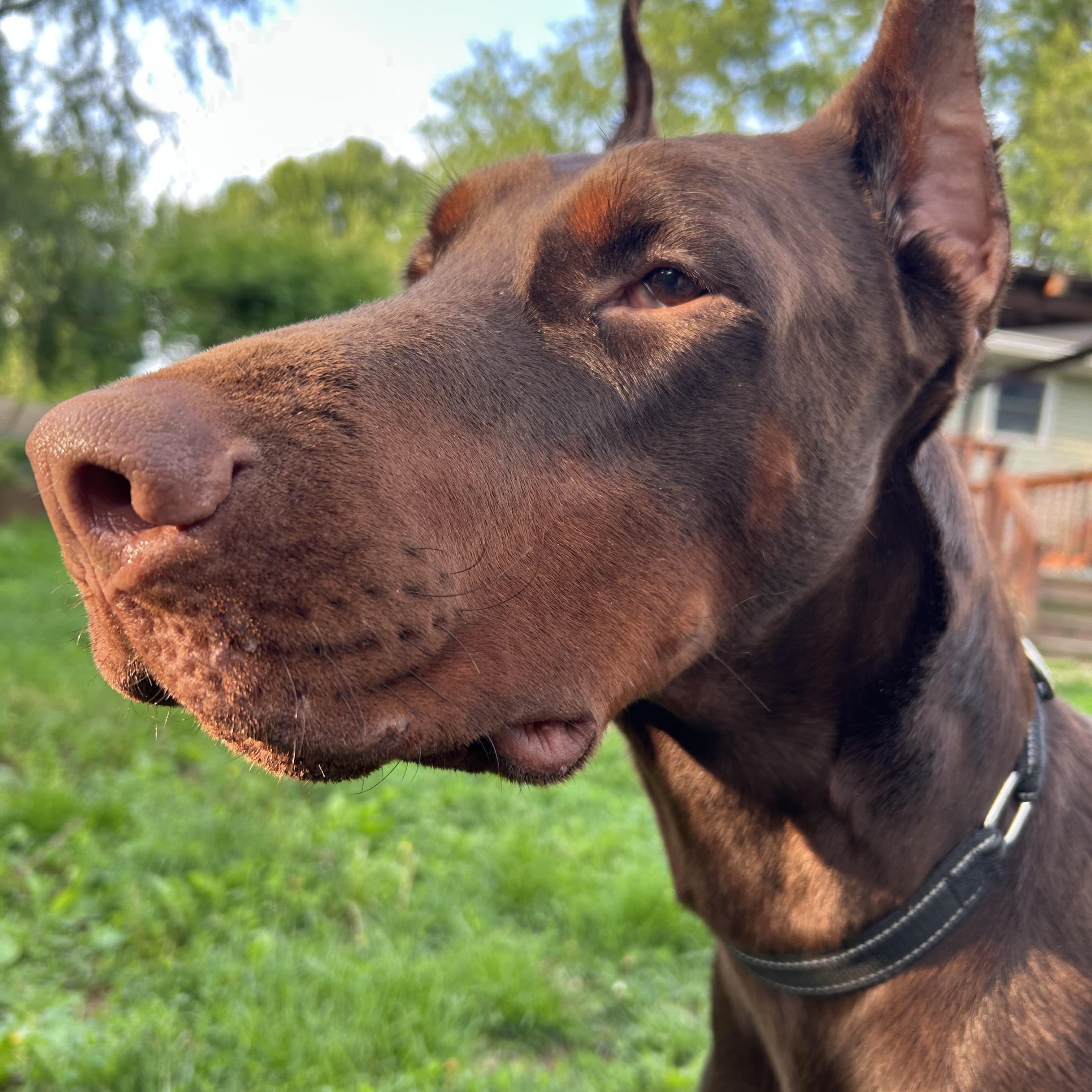 Julius