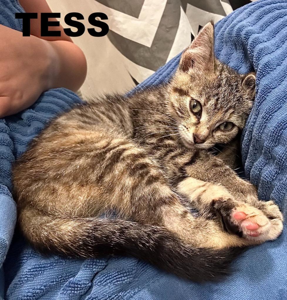 Tess, Adoptable, Kitten Female Domestic Short Hair.