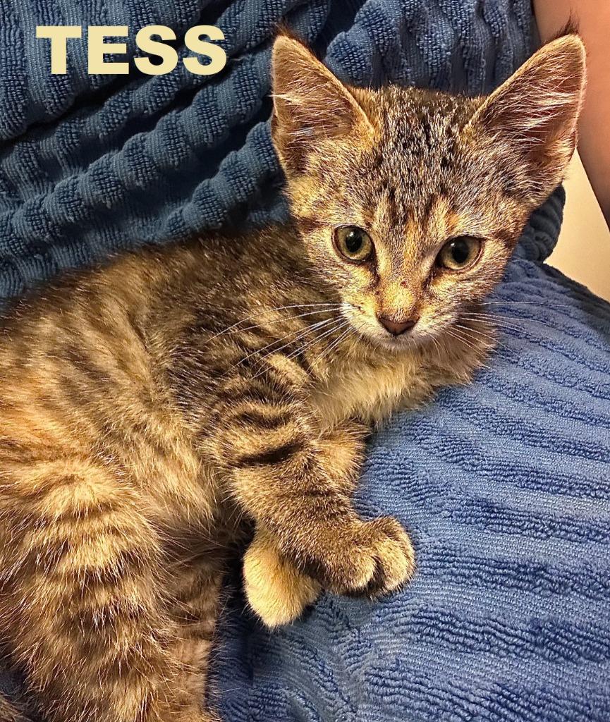 Enlarge Tess, a Adoptable mixed breed in Owatonna, MN image 2/6