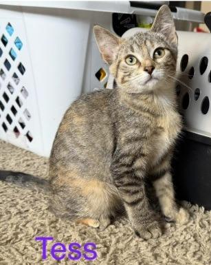 Enlarge Tess, a Adoptable mixed breed in Owatonna, MN image 4/6