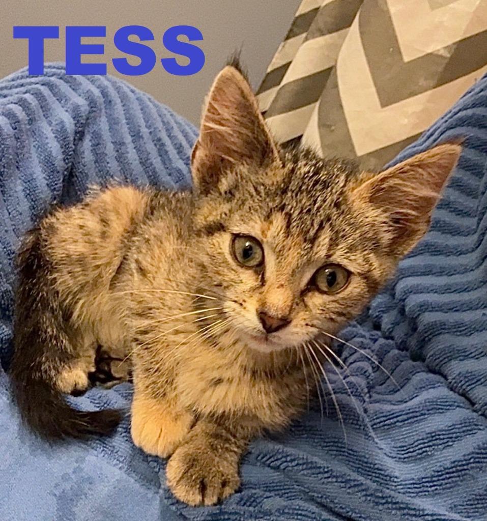 Enlarge Tess, a Adoptable mixed breed in Owatonna, MN image 5/6