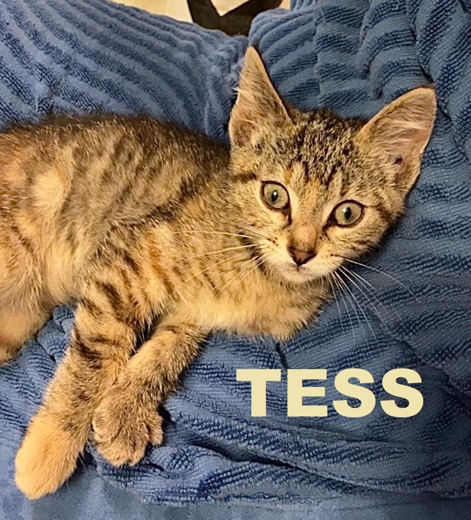 Enlarge Tess, a Adoptable mixed breed in Owatonna, MN image 6/6