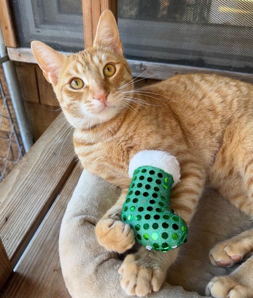 Jack, Adoptable, Young Male Domestic Short Hair.