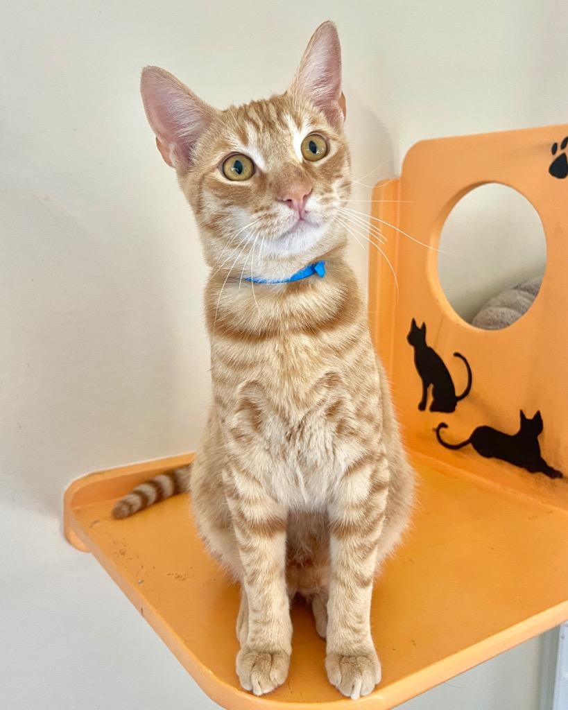 Enlarge Jack, a Adoptable mixed breed in Cambria, CA image 3/6