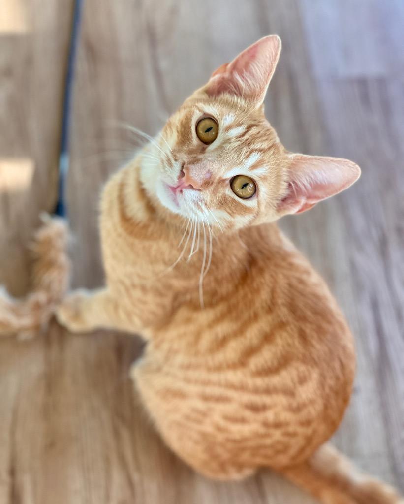 Enlarge Jack, a Adoptable mixed breed in Cambria, CA image 5/6