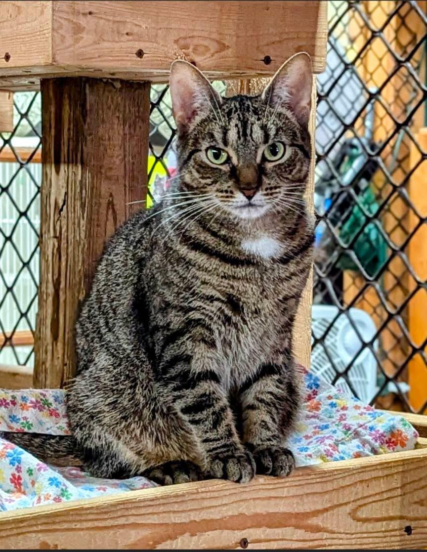 ESABELLA