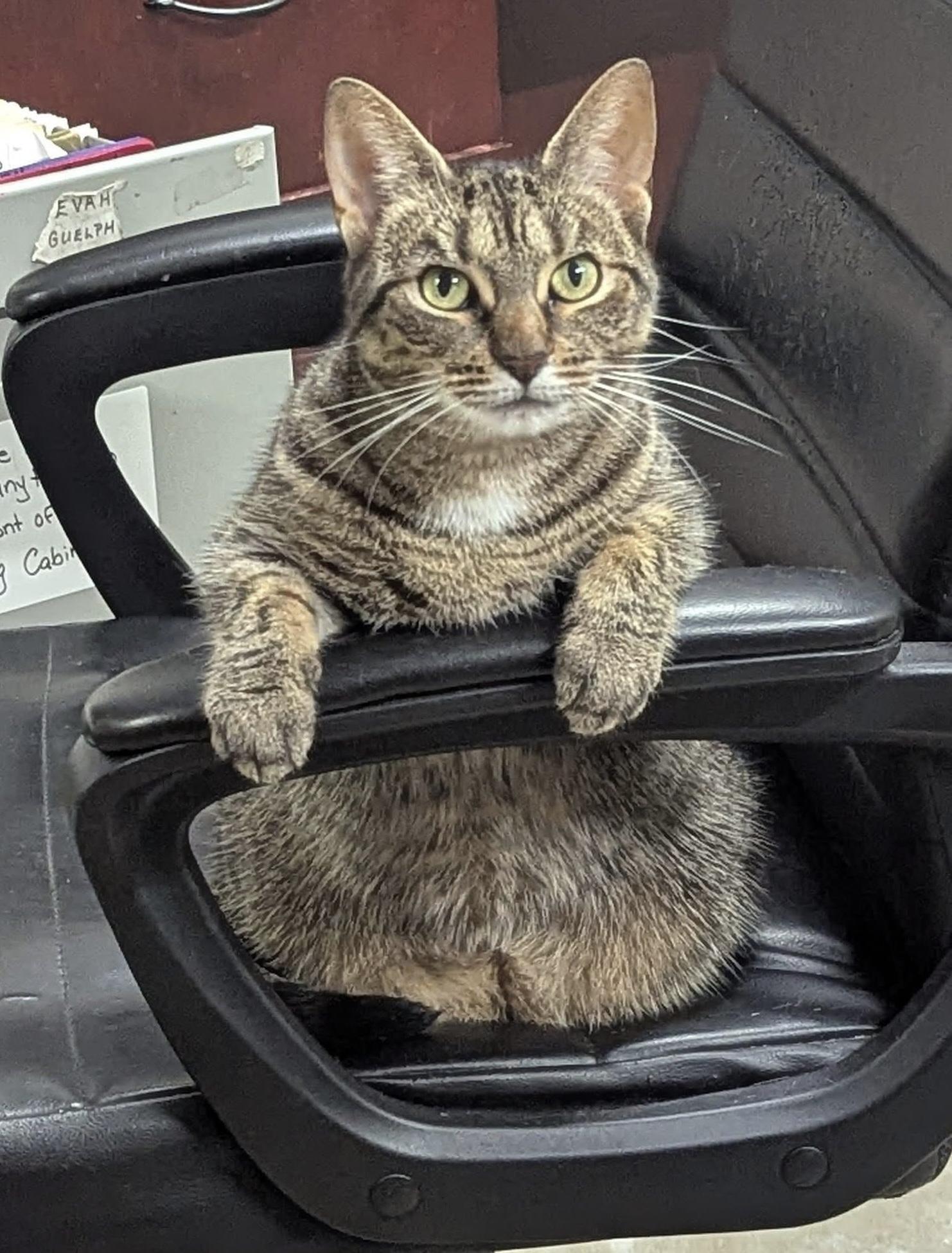 ESABELLA
