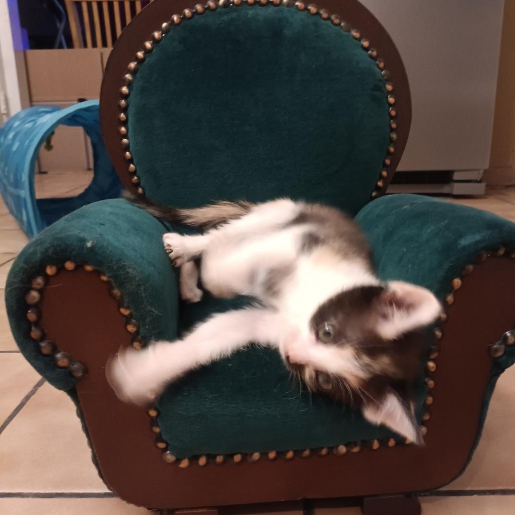 Enlarge Cookie, a Adoptable Domestic Short Hair in Marion, IL image 1/4