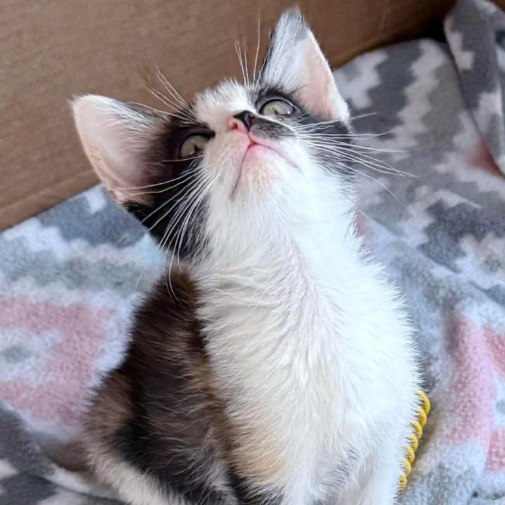 Enlarge Cookie, a Adoptable Domestic Short Hair in Marion, IL image 2/4