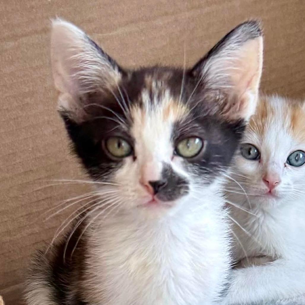 Enlarge Cookie, a Adoptable Domestic Short Hair in Marion, IL image 3/4