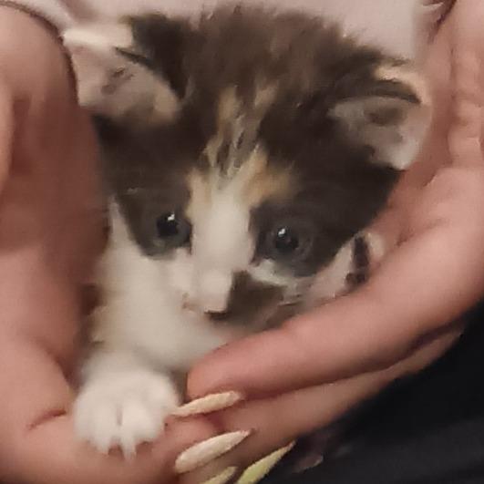 Enlarge Cookie, a Adoptable Domestic Short Hair in Marion, IL image 4/4