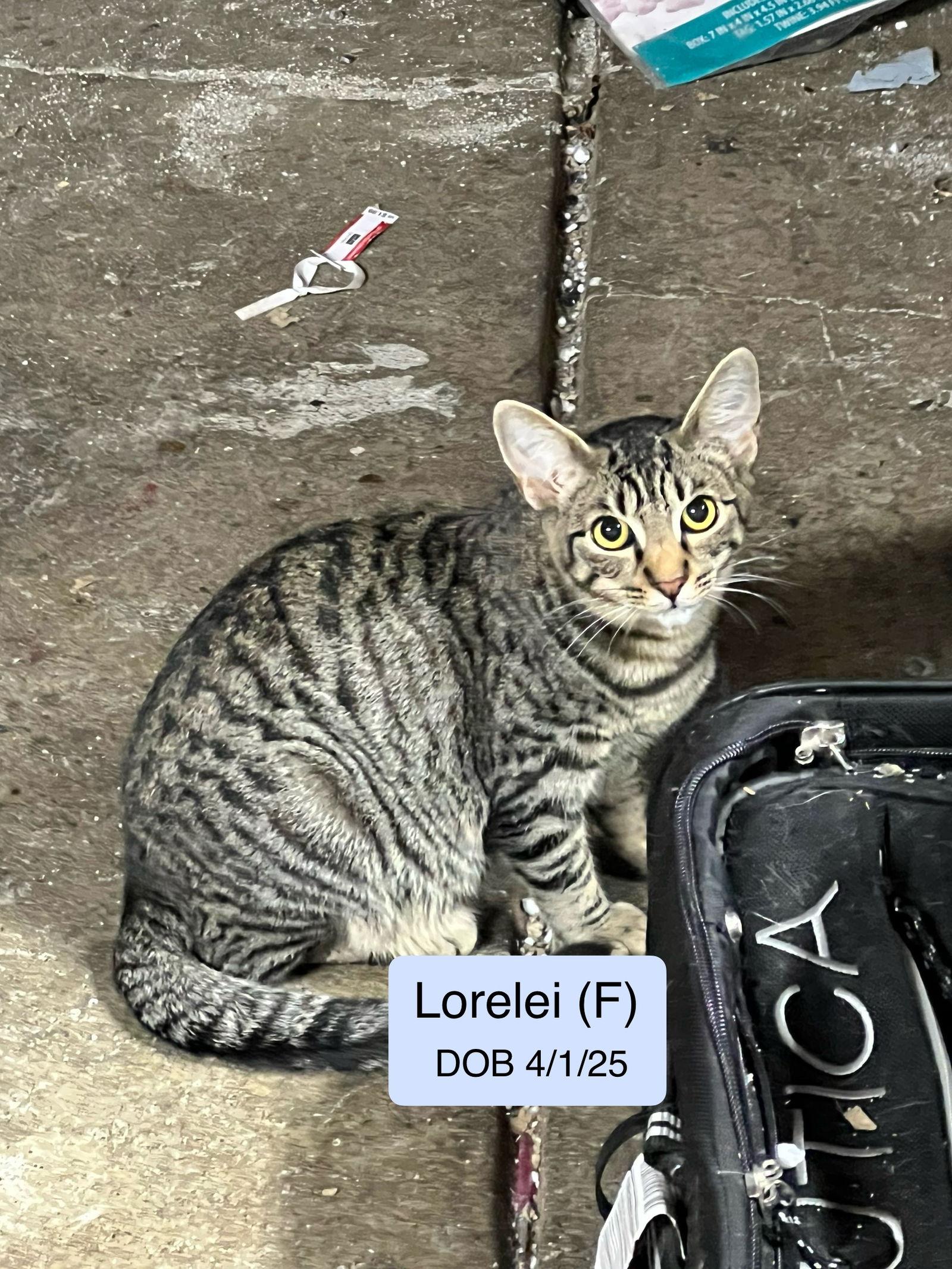 Enlarge Lorelei, a Adoptable mixed breed in Vacaville, CA image 1/2