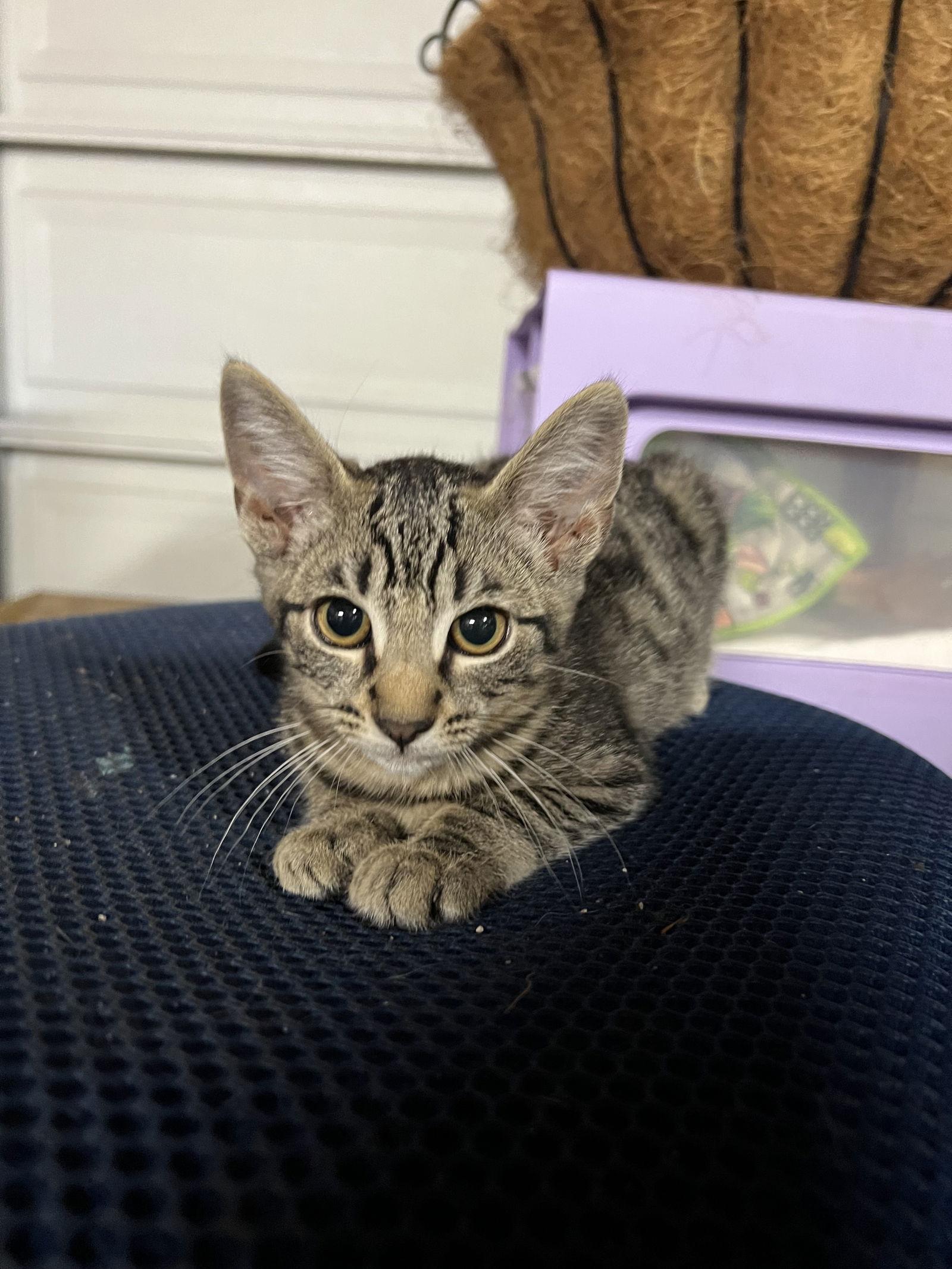 Enlarge Lorelei, a Adoptable mixed breed in Vacaville, CA image 2/2