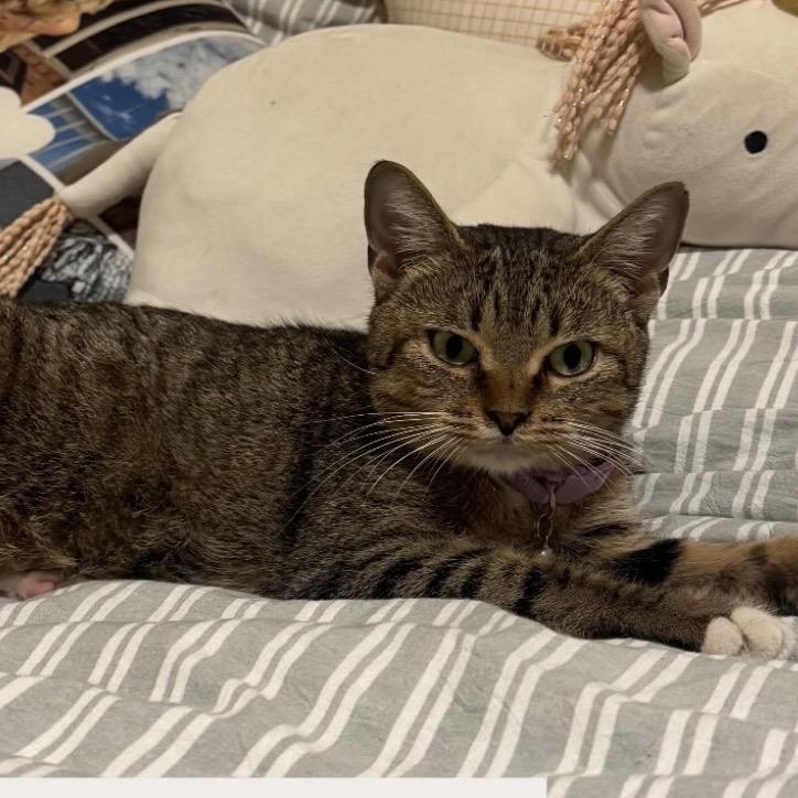 Rumi — thumbnail 2