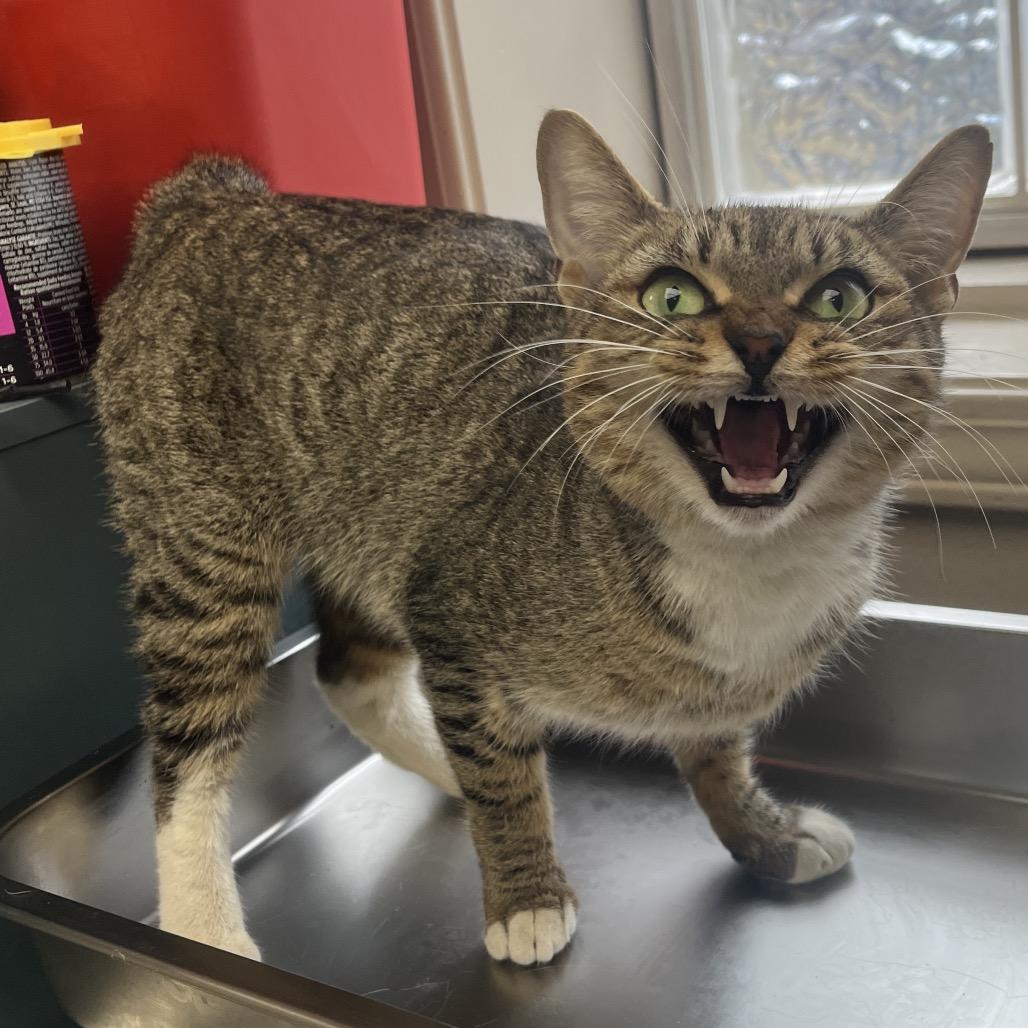 Rumi — thumbnail 3