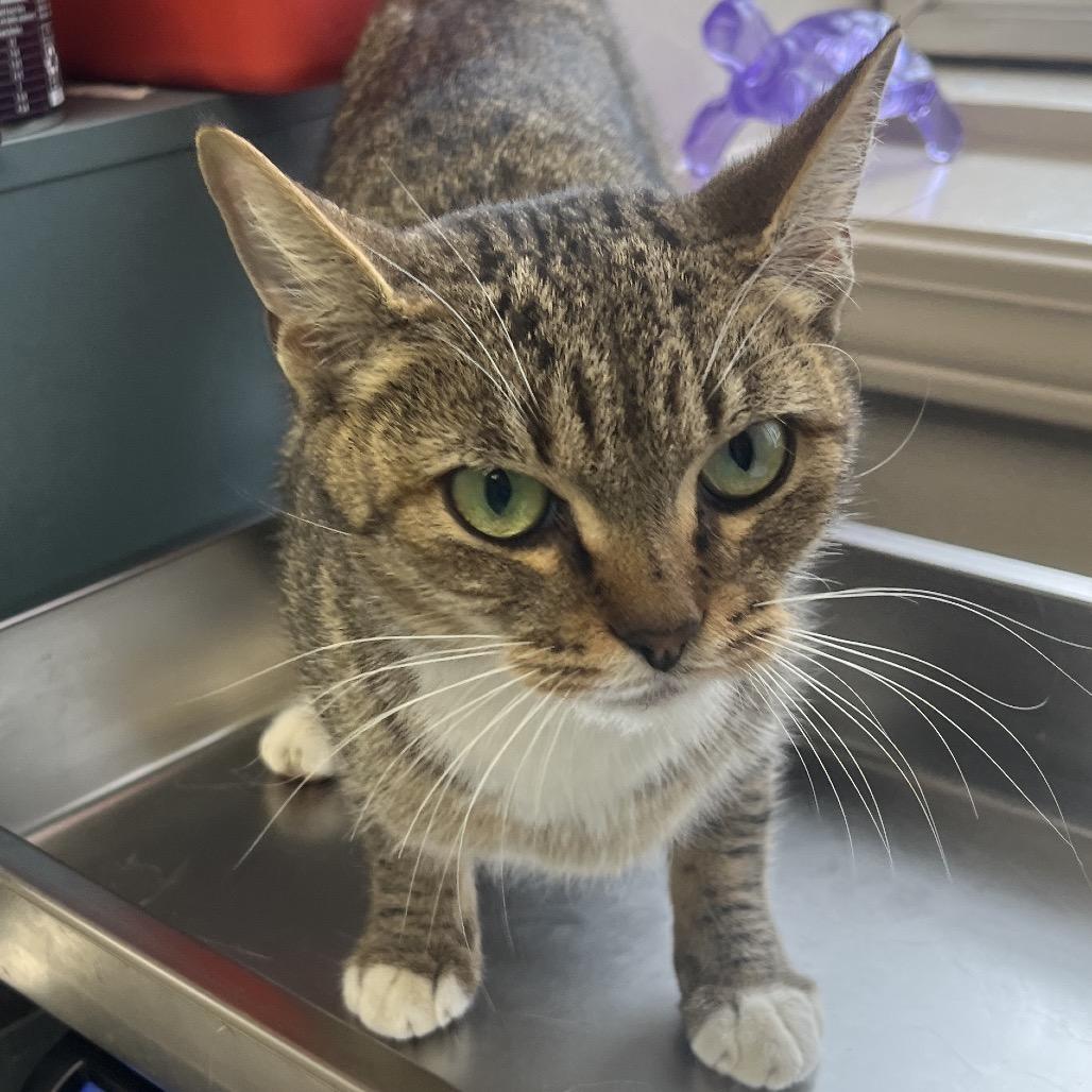 Rumi — thumbnail 4