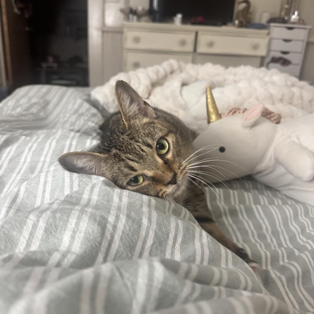 Rumi — thumbnail 5