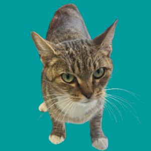 Rumi — thumbnail 6