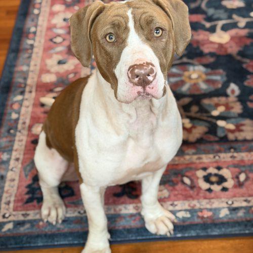 Rubi, Adoptable, Adult Female Pit Bull Terrier & Mixed Breed.