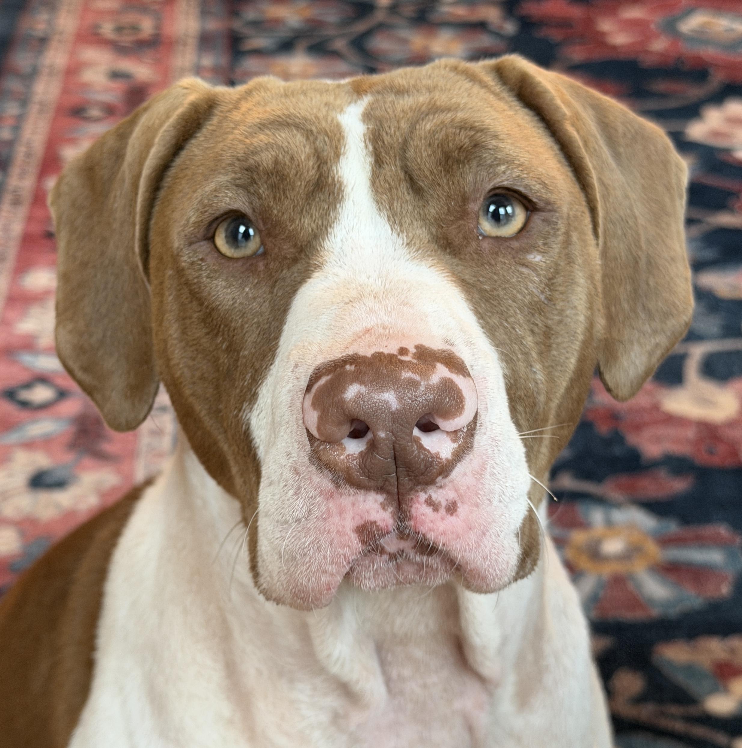 Enlarge Rubi, a Adoptable mixed breed in Georgetown, KY image 2/6