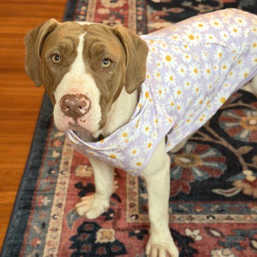 Enlarge Rubi, a Adoptable mixed breed in Georgetown, KY image 3/6