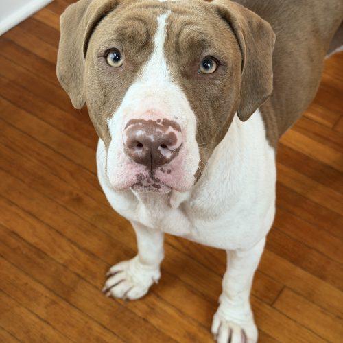 Enlarge Rubi, a Adoptable mixed breed in Georgetown, KY image 4/6